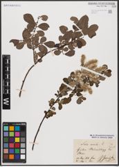 Foto von Salix aurita L.